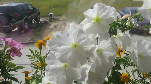 #петуньи/бархатцы/озеленение лоджии/ смотреть онлайн