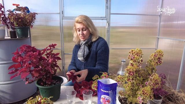 Колеусы. Самый ленивый и быстрый способ черенкования колеусов.