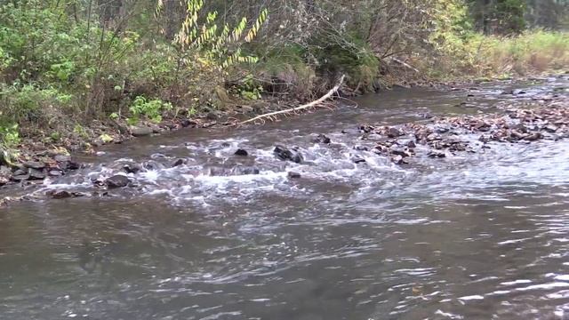 Осенняя рыбалка. Хариус и бобровая плотина. смотреть онлайн