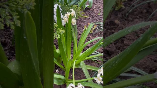 Гиацинты роскошное цветение😍 смотреть онлайн