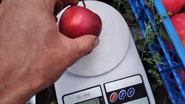 Яблуня Ред Джонапринц (Чорний Принц). Найбільш окрашений клон Джонаголда. смотреть онлайн