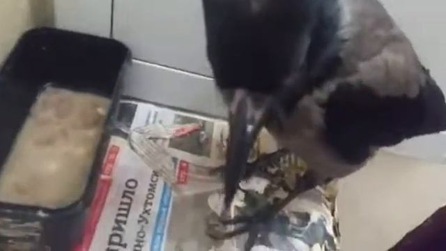 ВОТ ТАКОЕ ЧУДО ОТ ВОЛШЕБНИКА... 6 7 19.... смотреть онлайн