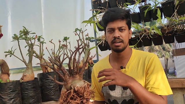 Arabicum Adenium Mother Plant.. Black Hawk Variety.. смотреть онлайн