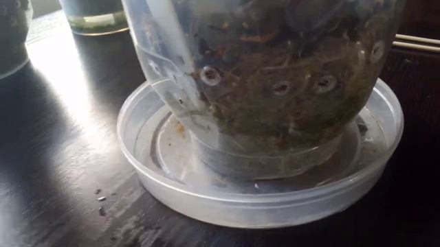 4. ПОЛИВ ОРХИДЕЙ ВО МХЕ И КОРЕ-2 ЧАСТЬ