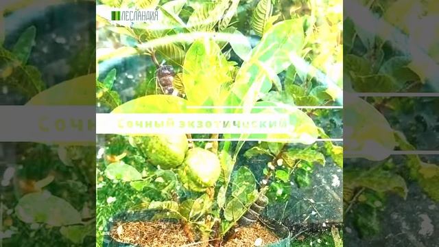 Гуайява Ла-Пас #yf_kak_interesno #саддачаогород #райское_место #саднаподоконнике смотреть онлайн