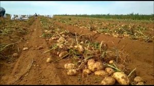 Астраханский картофель. Сорт Ривьера, Аризона из качественных семян.