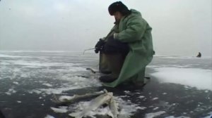 Ловля судака на балансир зимой, река Волга