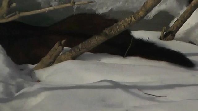 НОРКА 23-го фев. НА РЫБАЛКУ НЕ ИДЁТ: СЕЛЕЗЕНЬ КРОХАЛЬ ОСУДИТ смотреть онлайн