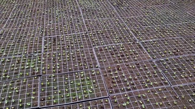 Арбуз Каристан. Всходы. смотреть онлайн