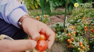 В ЭТОТ РАЗ ВЫРАЩИВАЕМ Черри Томаты в открытом грунте