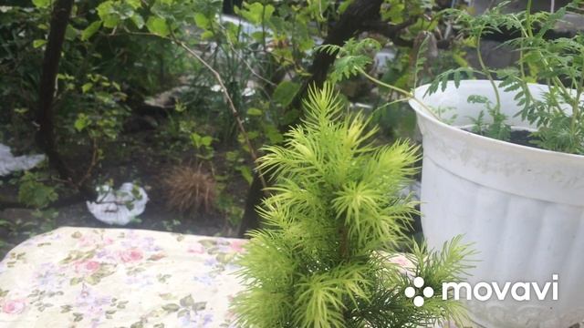 Ель ? колючая майголд.\Spruce ? prickly maygold. смотреть онлайн