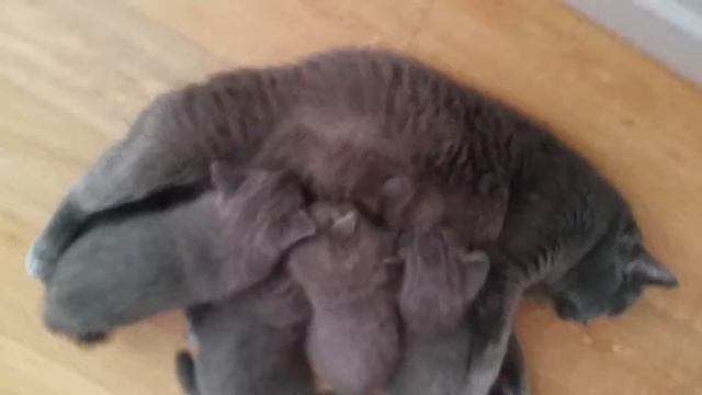 Кошка окотилась 25 июня смотреть онлайн