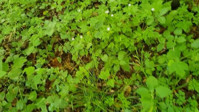 Gangos Pilzquiz 6 смотреть онлайн