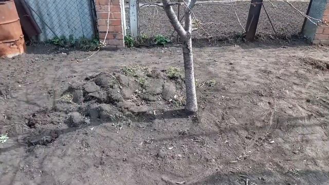 замена газона. апрель 2020...конкретное попадалово в 2019 году с посадкой не понятной травы..... смотреть онлайн