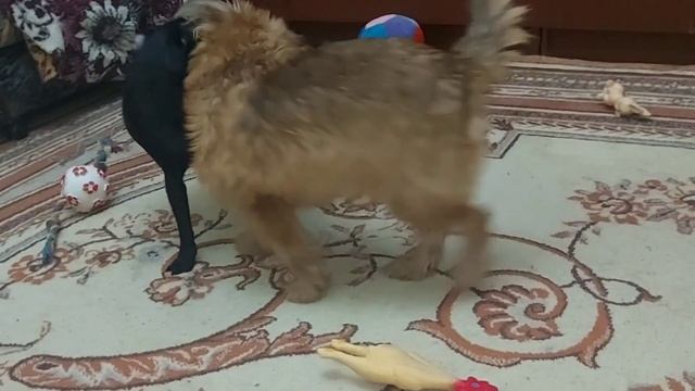 Наши любимые питомцы музыка для собак. смотреть онлайн