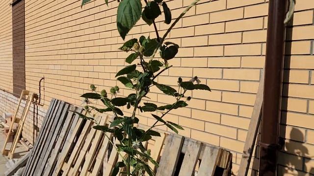 Ежевика в Подмосковье смотреть онлайн