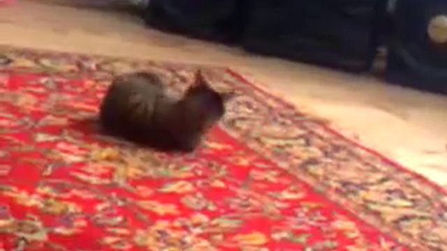 кувырок ))) смотреть онлайн