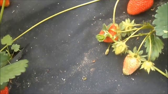 АЛЬБИОН - популярный ремонтантный сорт. смотреть онлайн