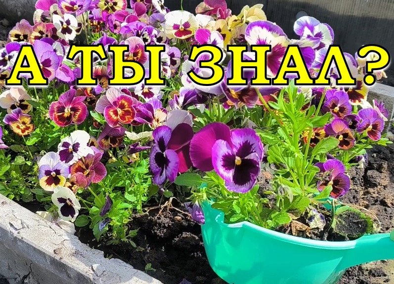 Как вырастить ВИОЛУ без рассады дома? СУПЕР-СПОСОБ🌻🌻🌻