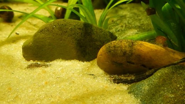 Aqua News №125. Сомик коряга. смотреть онлайн