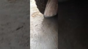 змз 409 троит на ХХ, на прогретом