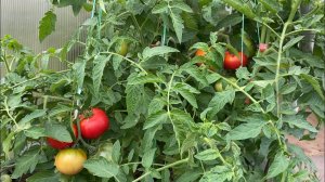 Ем свои помидоры. 24 июня 2024 года