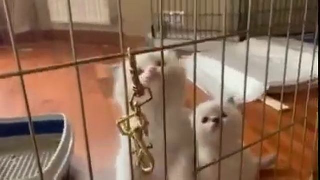 Подборка Забавных и Милых животных Июнь 2020 #2 / Funny and Cute Animals 2020 #2 смотреть онлайн