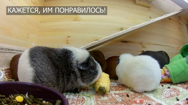 Морские свинки едят кукурузу. Кукуруза морским свинкам. смотреть онлайн