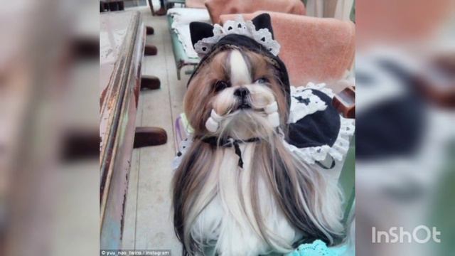 JAPANESE DOG смотреть онлайн