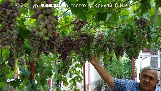 Виноград Байконур виноградник Криули С.И. смотреть онлайн
