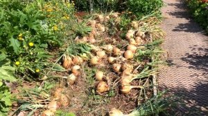 Какой вырос лук эксибишен | Лук эксибишен из семян | 2021 год