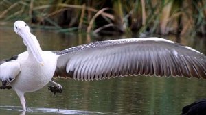 Мир Пернатых - Великий Пеликан - Pelecanus