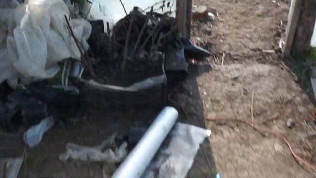 Пересаживание ежевики смотреть онлайн