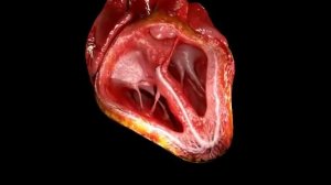 Как бьётся сердце