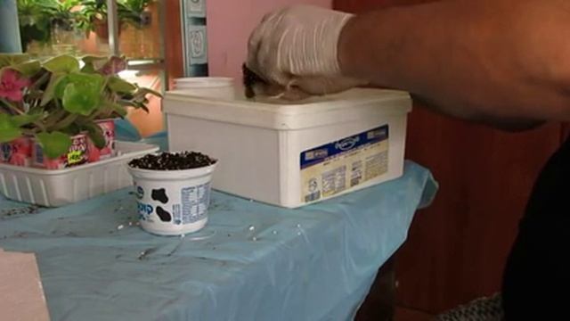 как пересадить стартёры фиалок - фитильный полив. смотреть онлайн