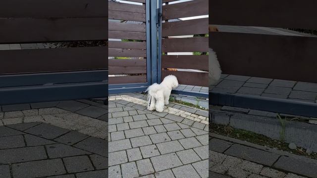 Бишон или Бигль? Кто лучше?!👌 #Yanviol_Kronos_BrightStarDog #BrightStarDog #bichon_kp #бишонфризе смотреть онлайн
