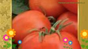 Томат обыкновенный Джина ТСТ. Краткий обзор, описание характеристик, где купить семена Dzhina TST