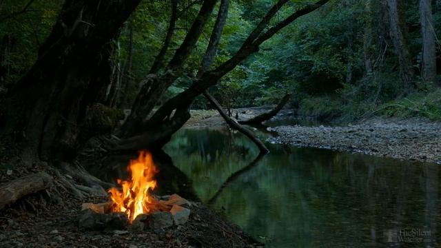 Вишня цветет, но не плодоносит. Что делать? смотреть онлайн