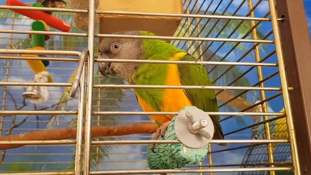 Попугай - котик? самостоятельно открывает клетку) смотреть онлайн