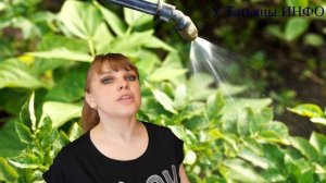 Чудо средство от КОЛОРАДСКОГО ЖУКА и ТЛИ!