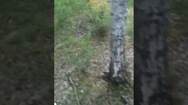 Насаждения березы с месторождением грибов смотреть онлайн