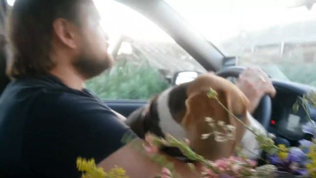Бигль следит за дорогой за рулем автомобиля смотреть онлайн