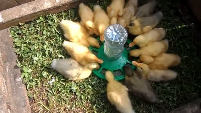 Утята бройлеры СТАР 53. День девятый. смотреть онлайн