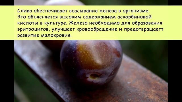 Польза сливы для нас смотреть онлайн