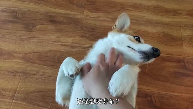 【2021拯救者Y7000P】五大升级！相比普通Y7000多了啥？对比R7000P谁更值得买？大学生还是买电脑，还是游戏本更香！ смотреть онлайн