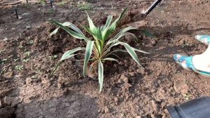 Юкка. Как вырастить экзотику в саду.