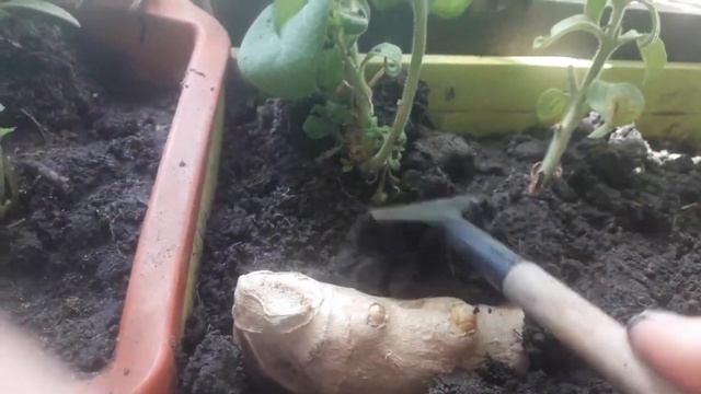Мой урожай с огородика на балконе смотреть онлайн
