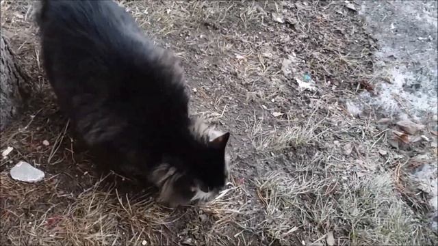 vlog/влог/жарим шашлык/барбекю/кошка гуляет смотреть онлайн
