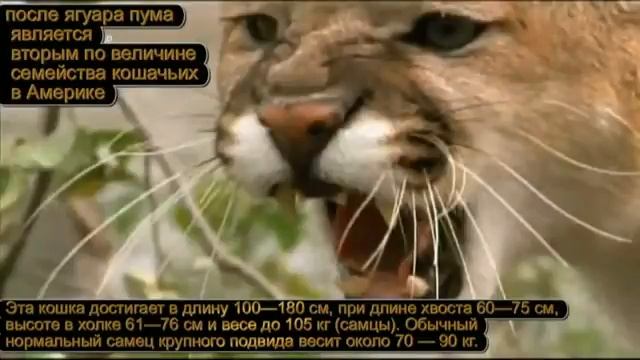 Волк против Пумы. смотреть онлайн