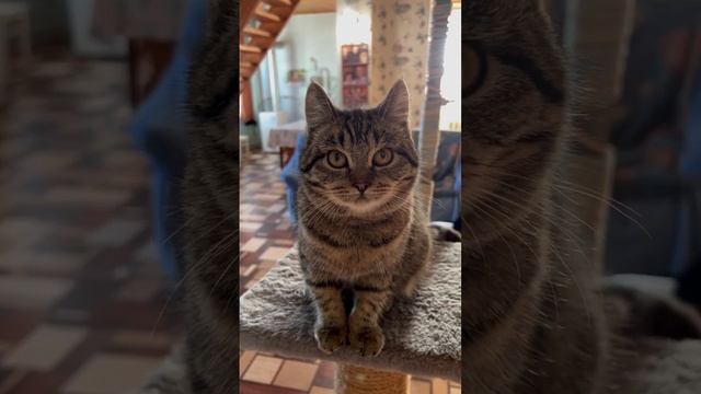 Брат Пиксель ты в памяти моей ??❤️ #брат #кот #сестра #кошка смотреть онлайн